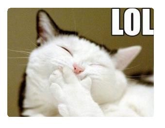 lolcat lol